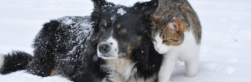 Un hiver au poil