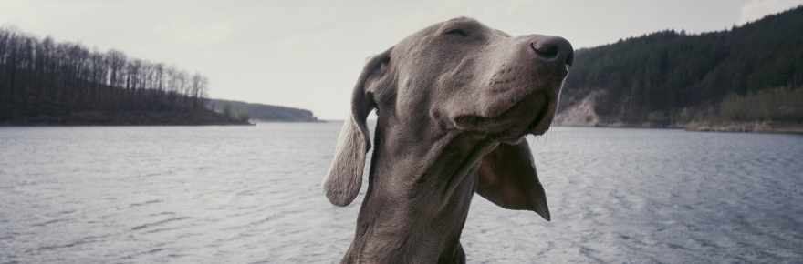 Chien braque allemand