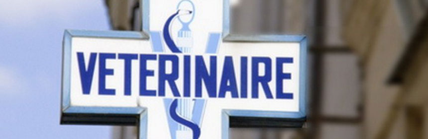 Vétérinaire