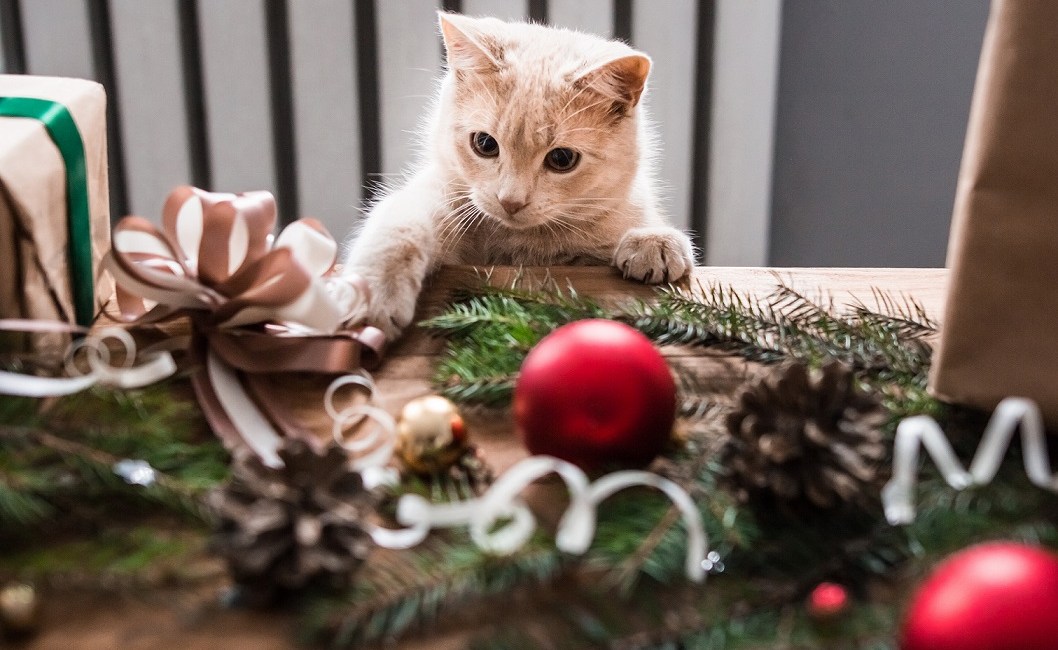 chat_boule_de_noel