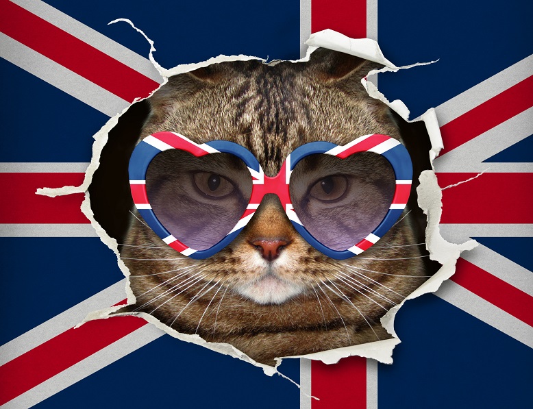 brexit-cat