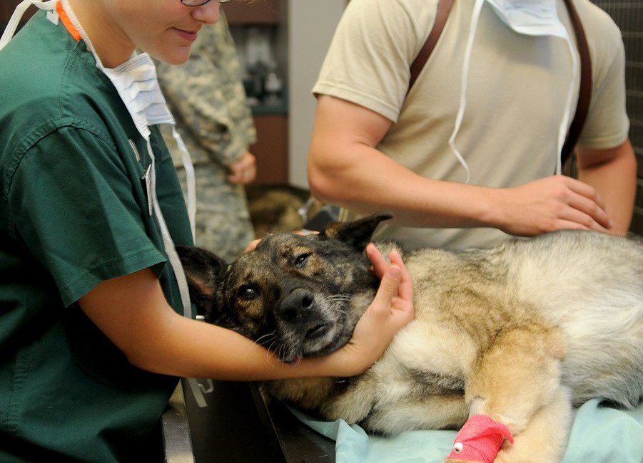 Chirurgie sur un animal