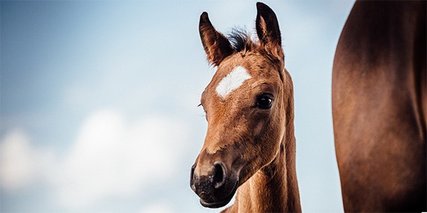 Cheval