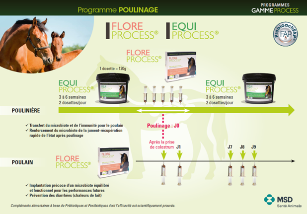 Programme poulinage de Flore Process et Equi Process