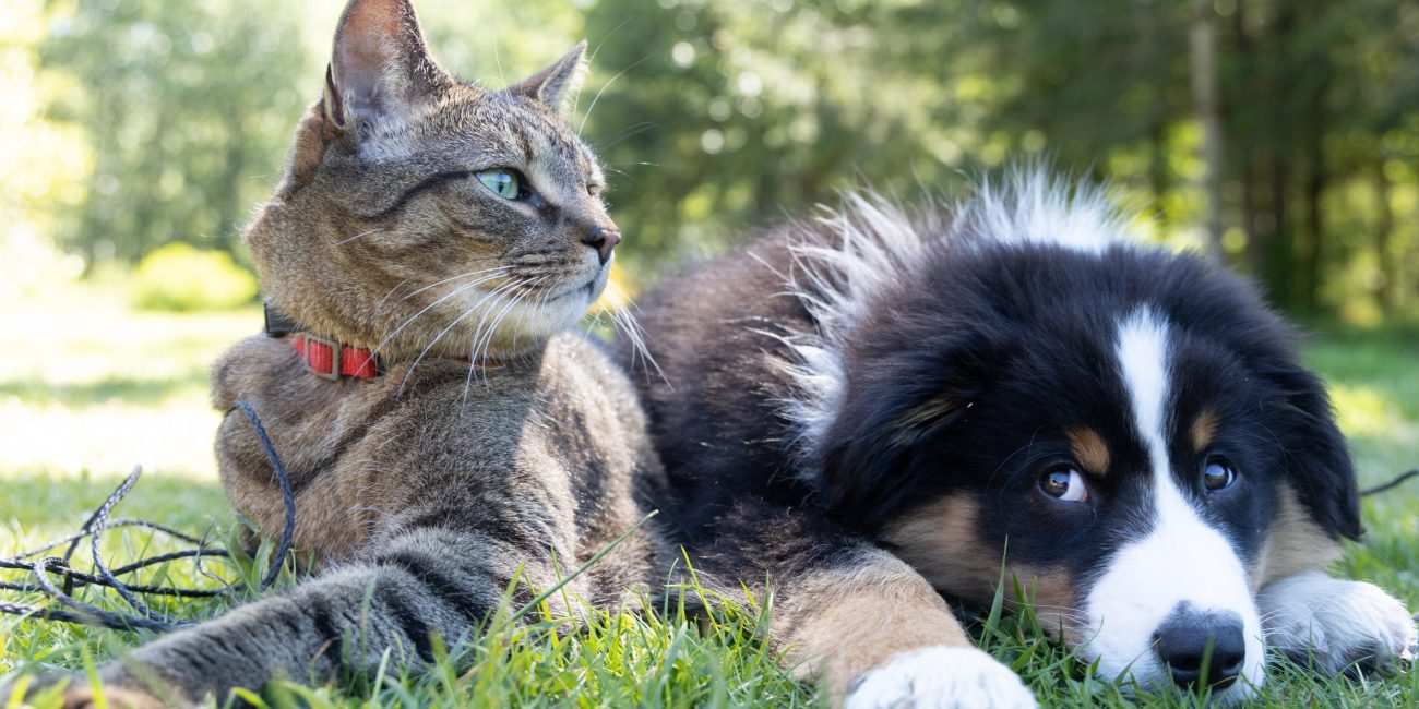 Un chat gris et un chien noir assis côte à côte sur l'herbe