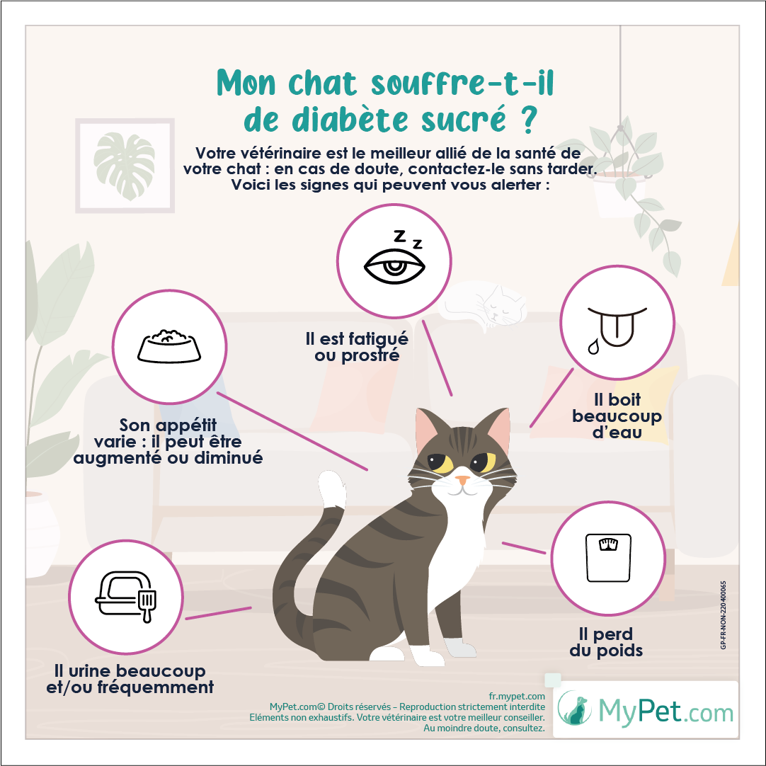 symptômes chat diabète