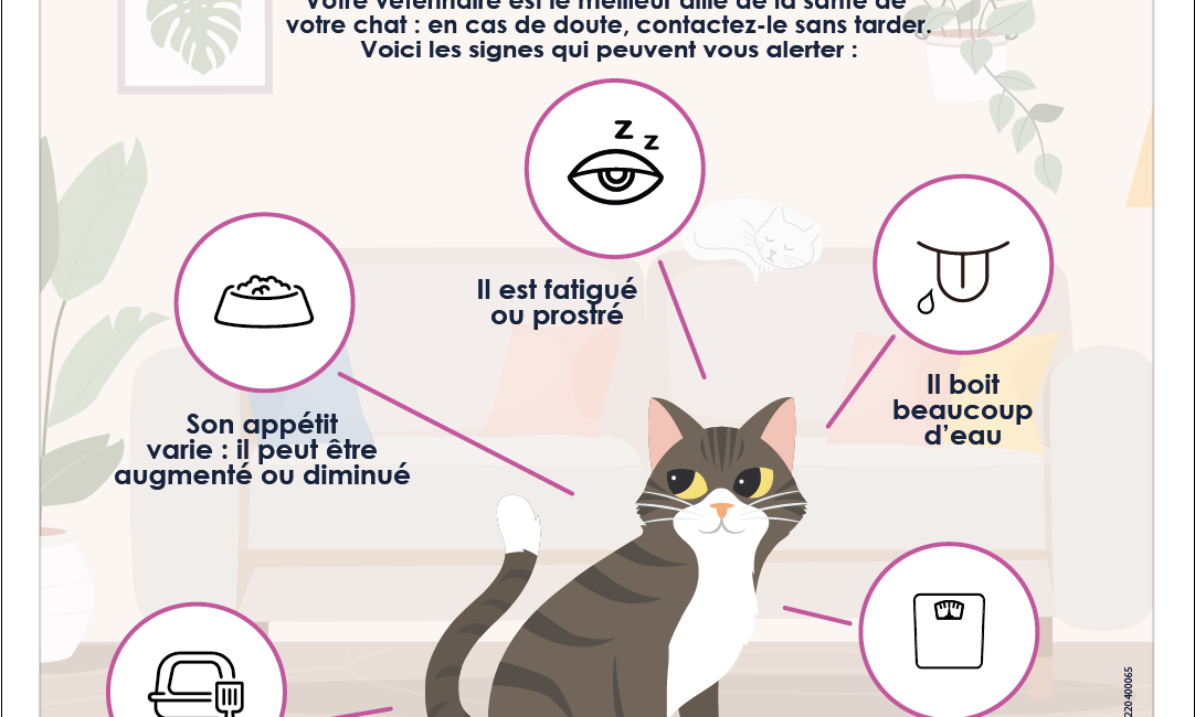 symptômes chat diabète