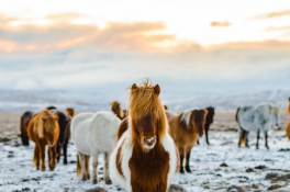 Un groupe de chevaux dans un champ enneigé