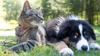 Un chat gris et un chien noir assis côte à côte sur l'herbe