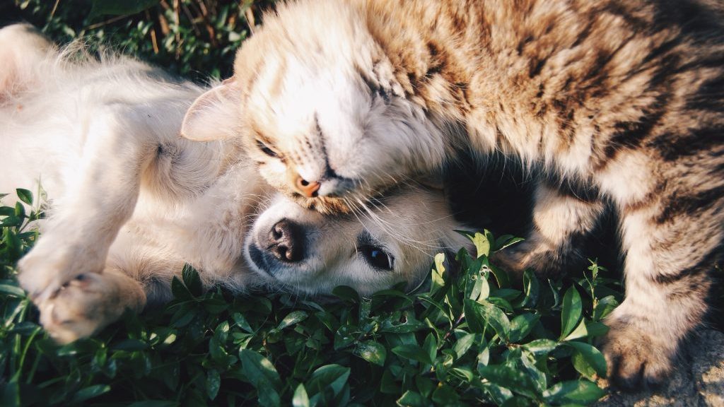 Un chat et un chien se blottissent