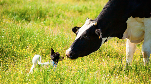 une vache et un chien dans un champ