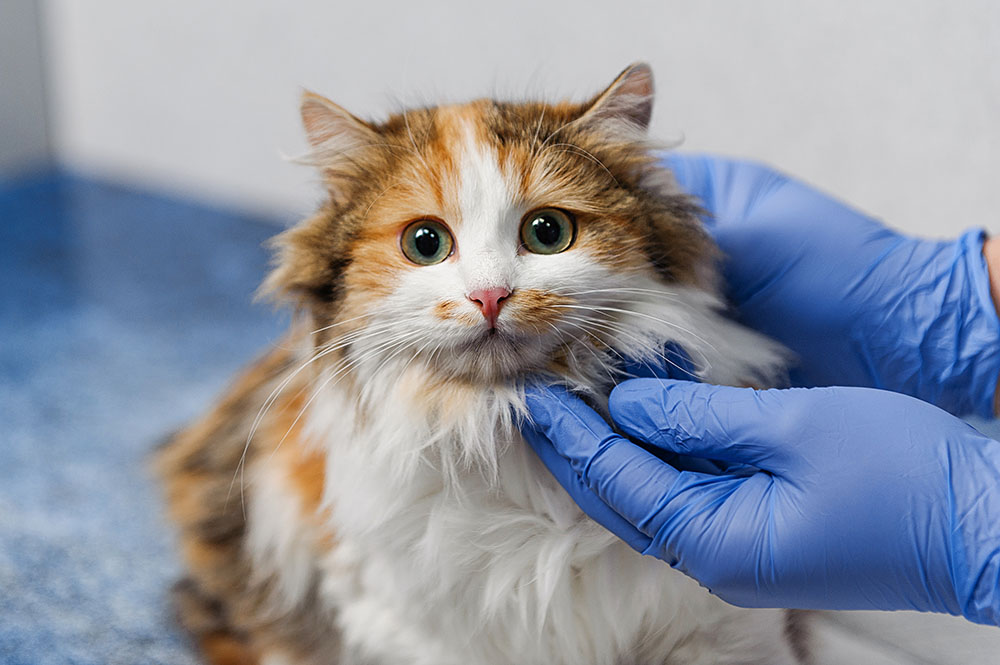 Auxiliaire vétérinaire qui s'occupe d'un chat