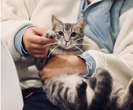 Chat qui lève la patte