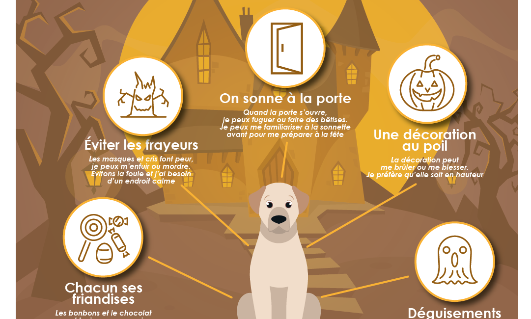 Infographie : Halloween avec un chien