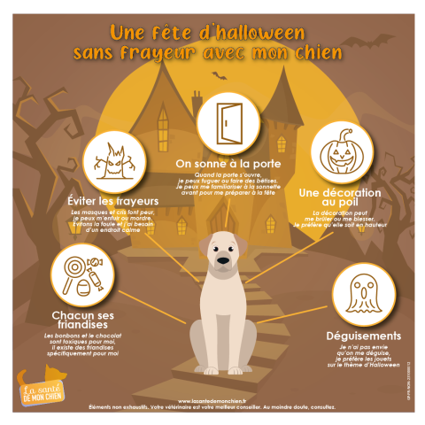 Infographie : Halloween avec un chien