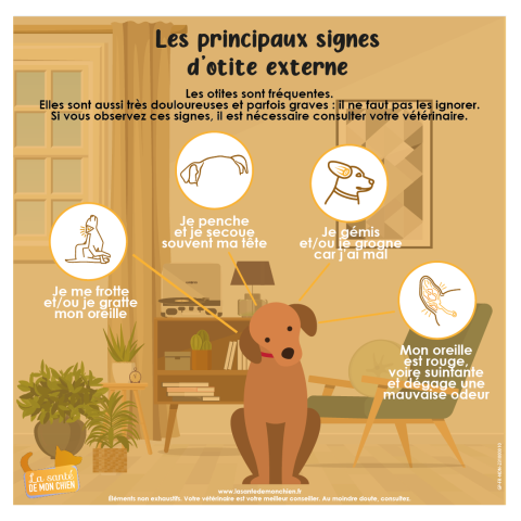 Infographie : signes de l’otite externe chez le chien