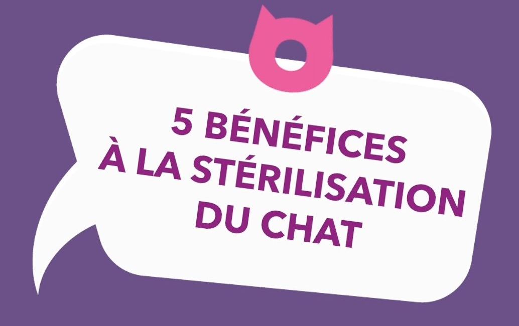 5 bénéfices à la stérilisation du chat
