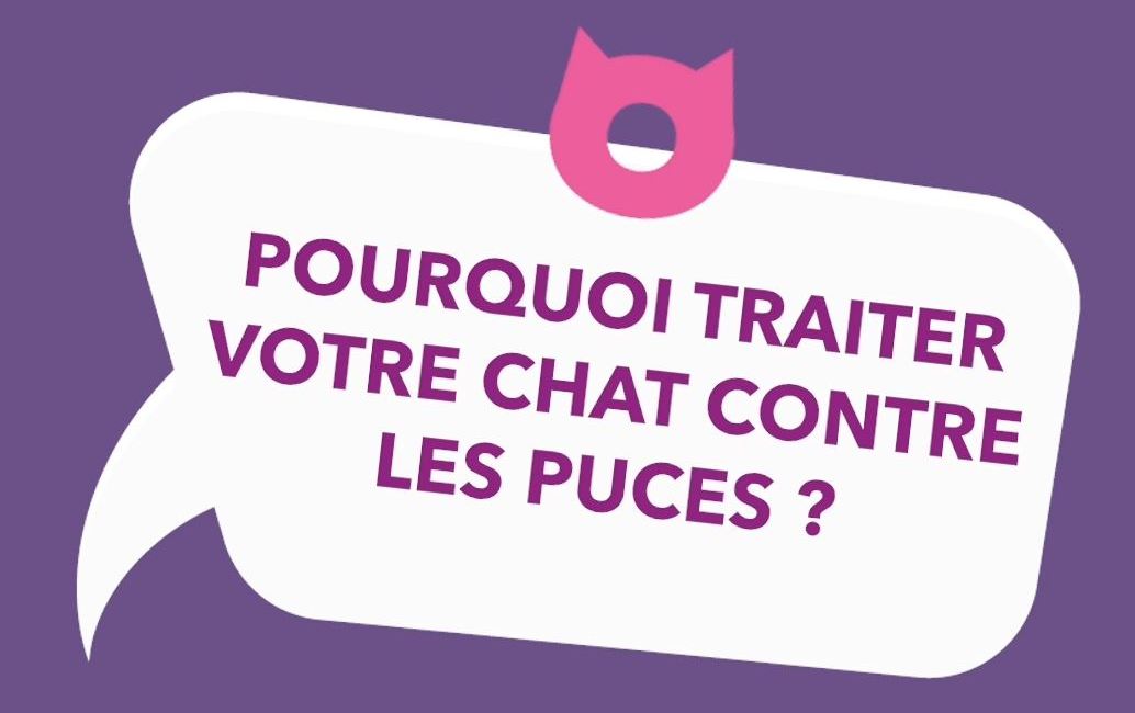 Vidéo : pourquoi traiter votre chat contre les puces?