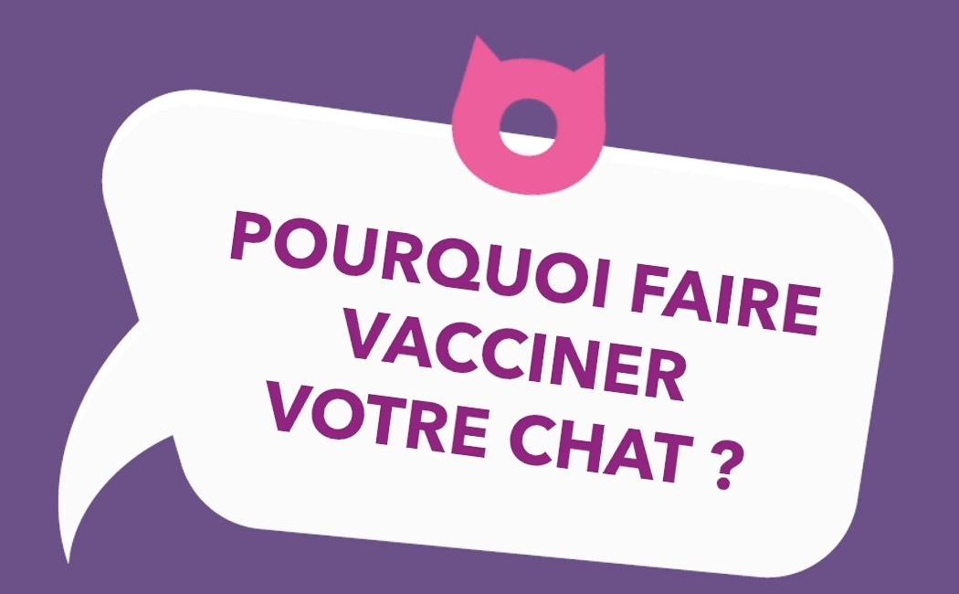 Porquoi faire vacciner votre chat?