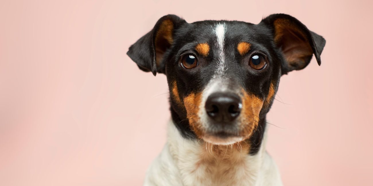 Photo en gros plan de fox-terrier