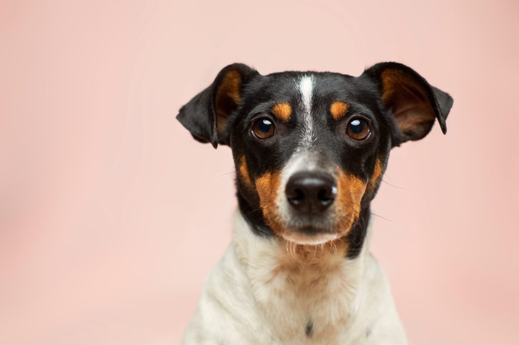 Photo en gros plan de fox-terrier