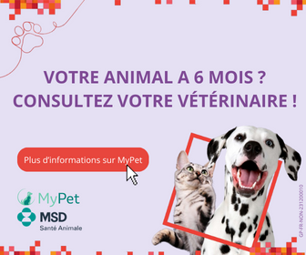 Votre animal a 6 mois ? Consultez votre vétérinaire