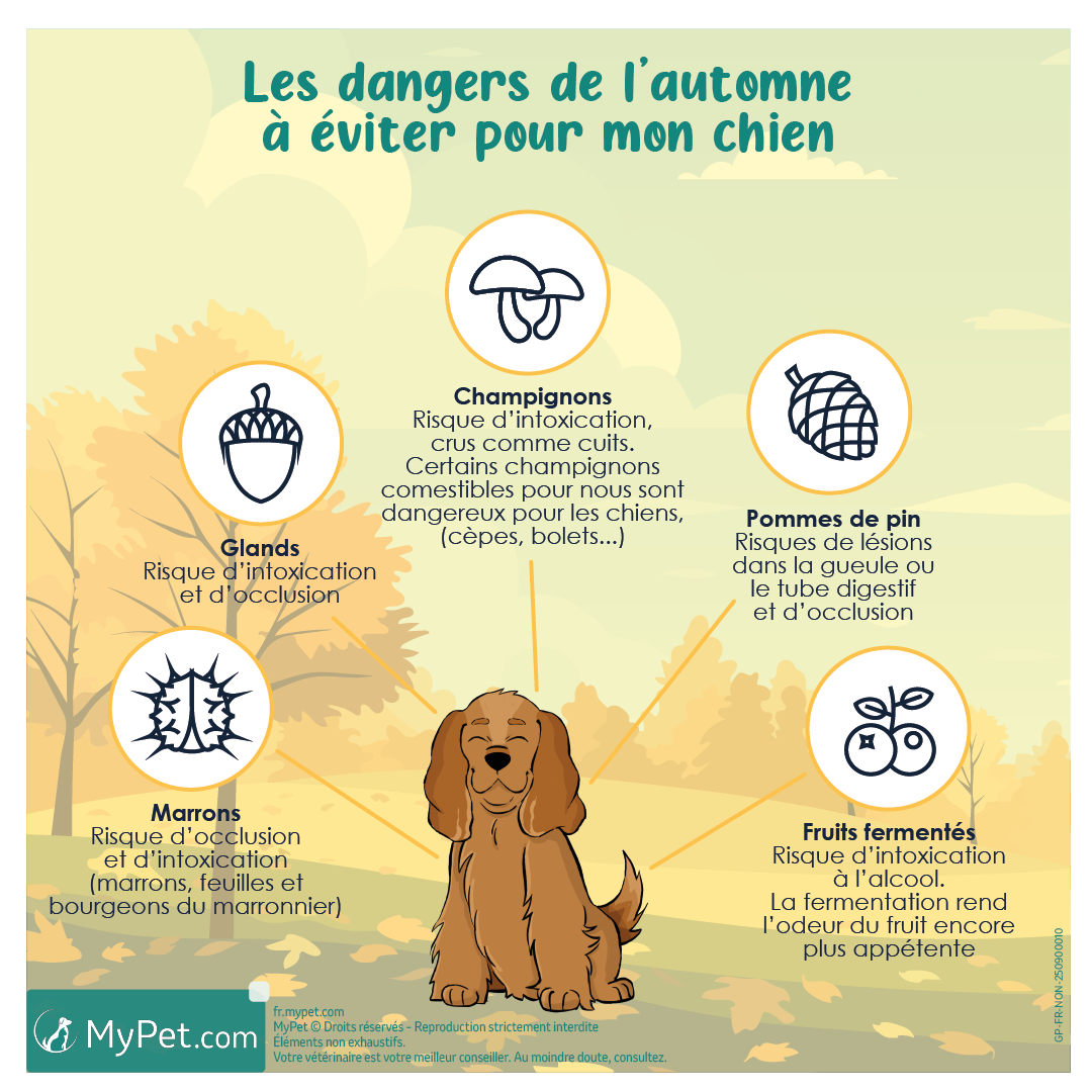 automne dangers chien