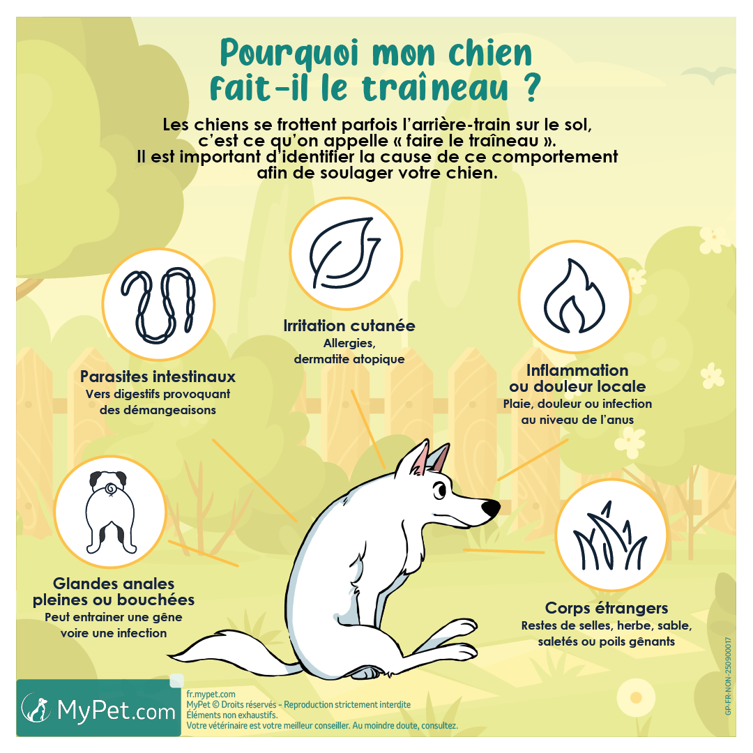 chien traineau