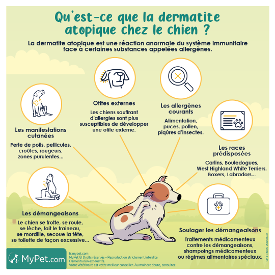 dermatite atopique chien