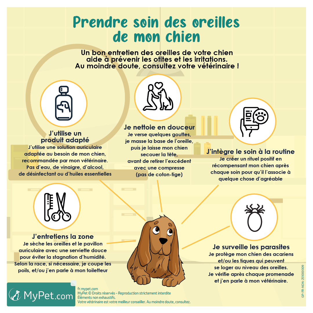 soin oreilles chien