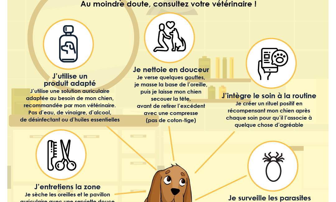 soin oreilles chien