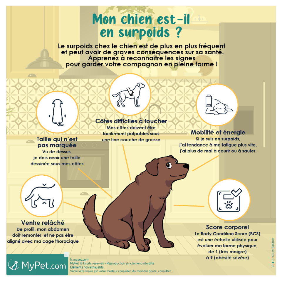 Surpoids chien