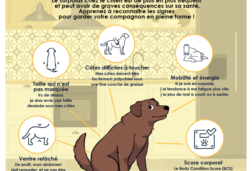 Surpoids chien