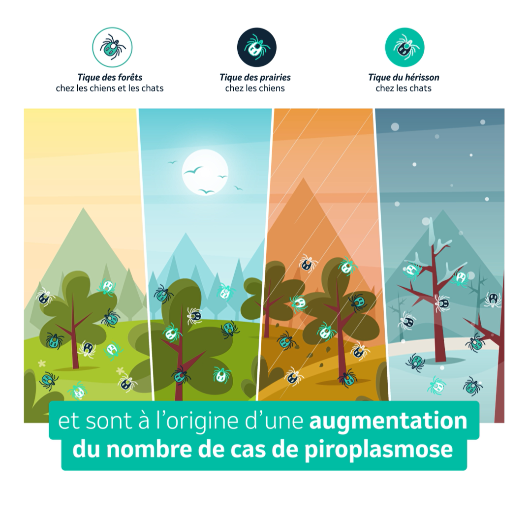 Tiques toute l'année