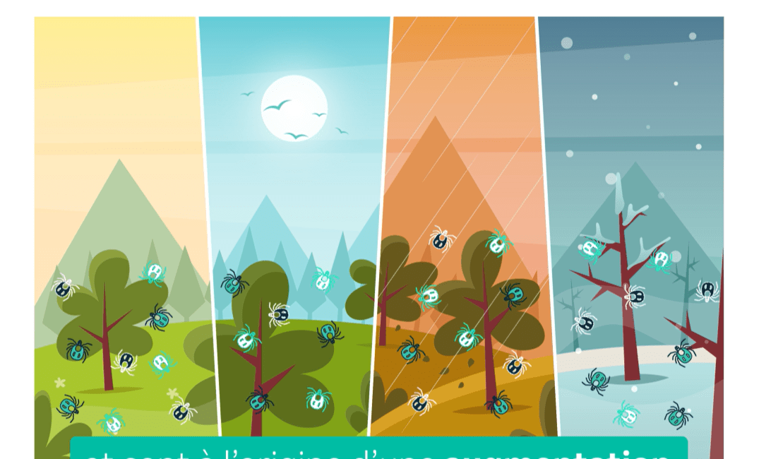 Tiques toute l'année