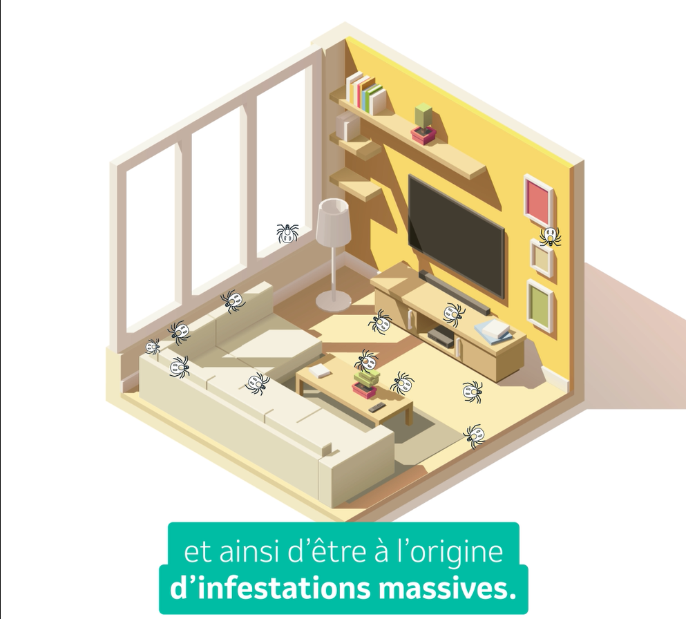 tique dans la maison