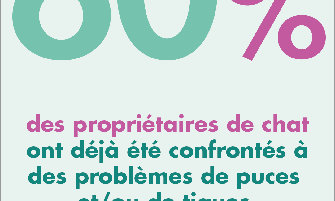 problème-puce-tique