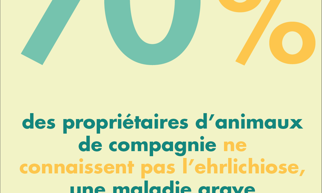 ehrlichiose-chien