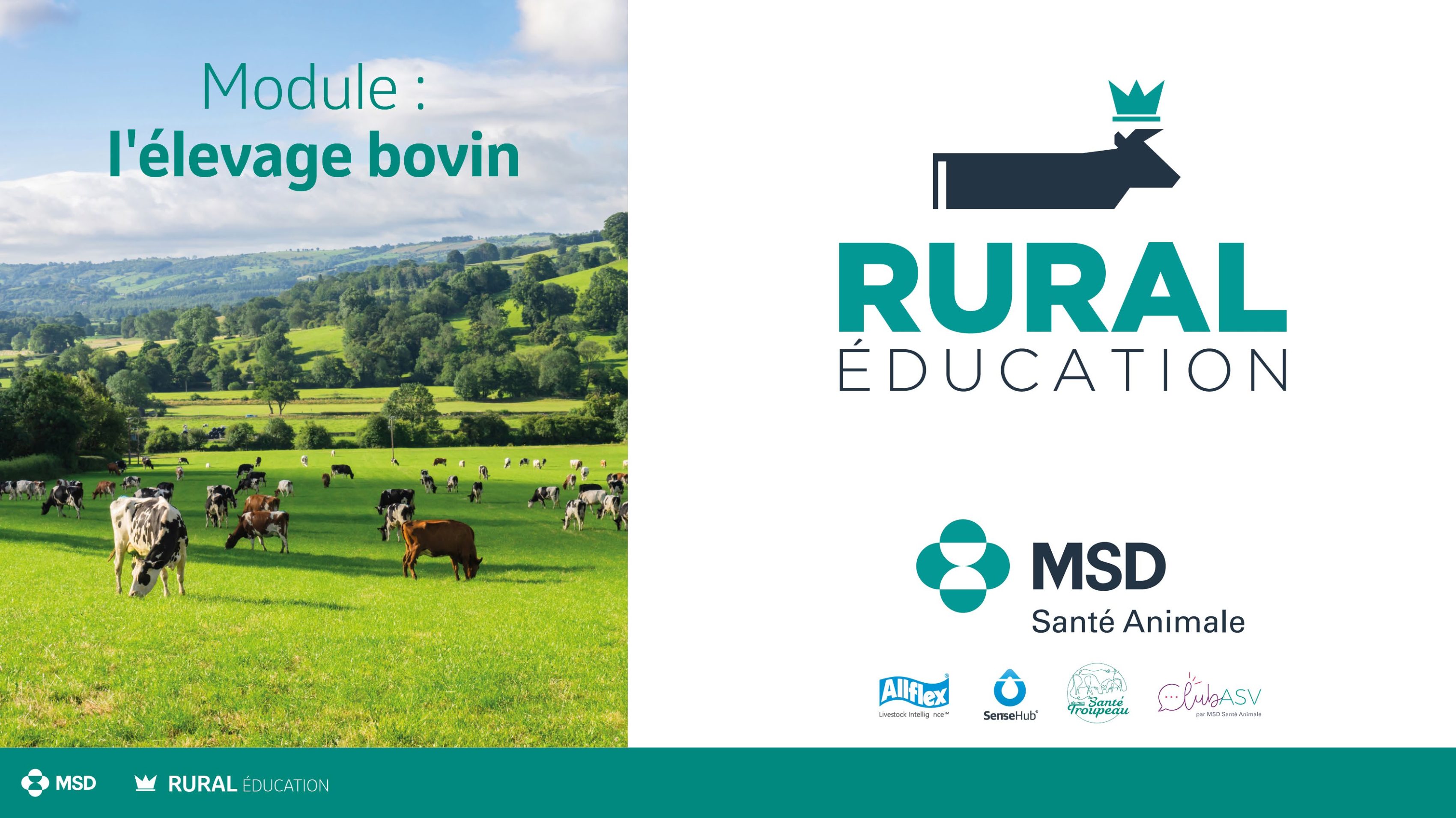 Formation élevage bovin ASV