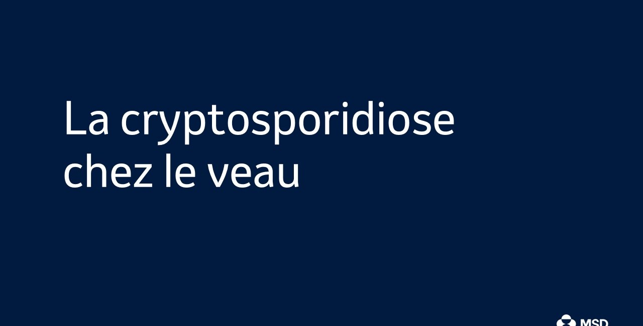 cryptosporidiose-formation-veau