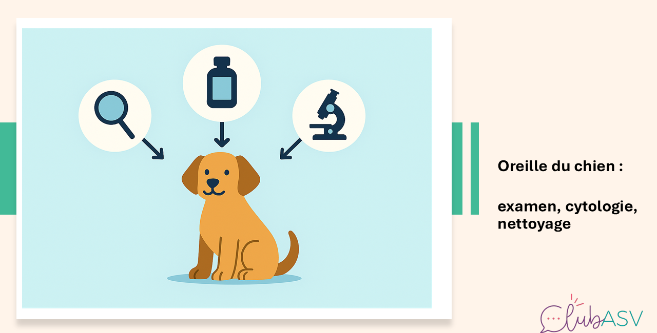 oreille du chien