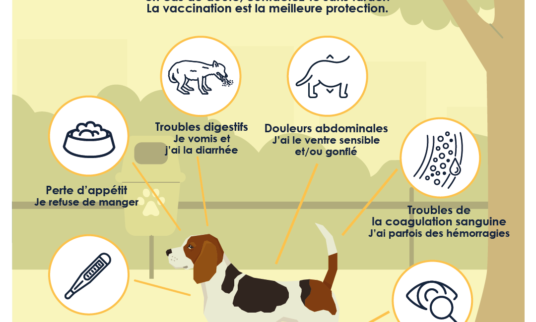 Hépatite Rubarth - Symptômes