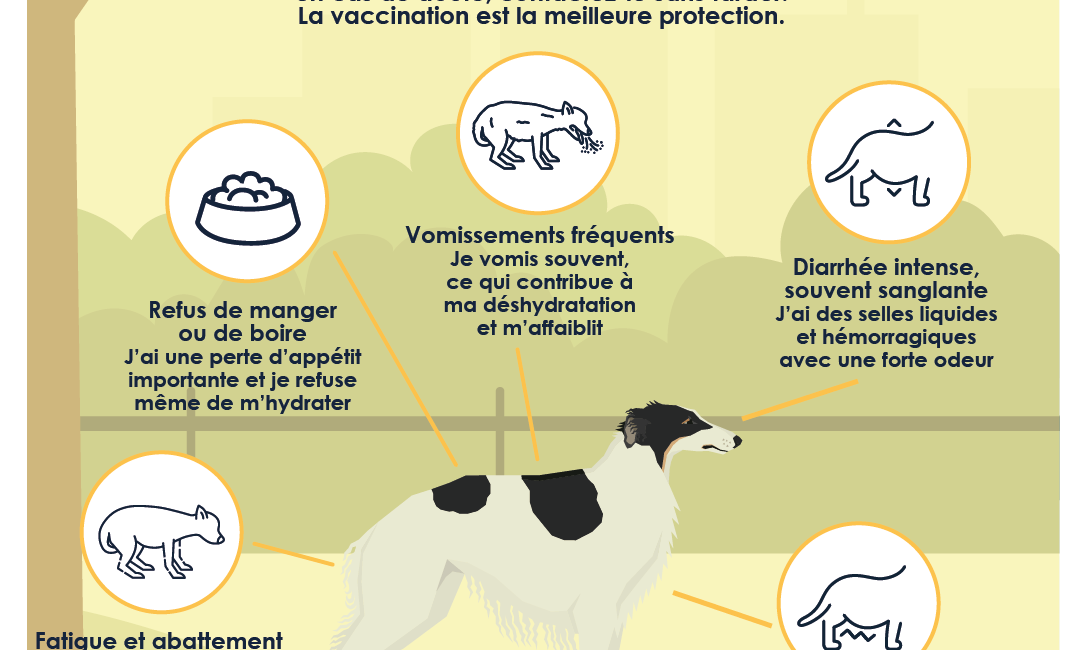 Parvovirose - Signes