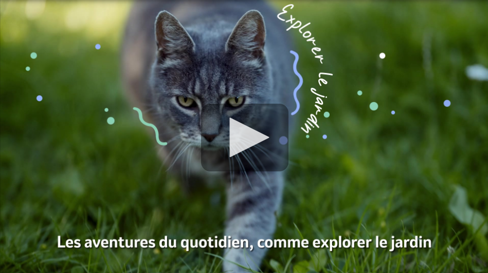 vaccin chat et chien