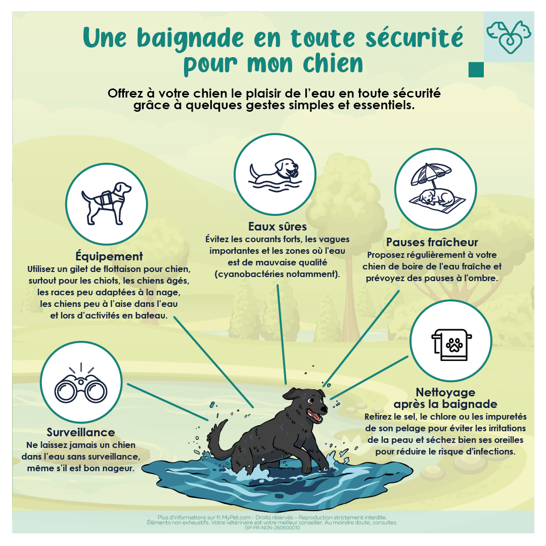 sécurité baignade chien