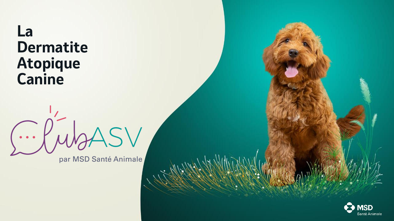 Dermatite Atopique Canine formation ASV