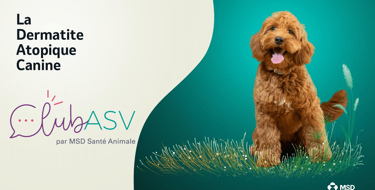Dermatite Atopique Canine formation ASV