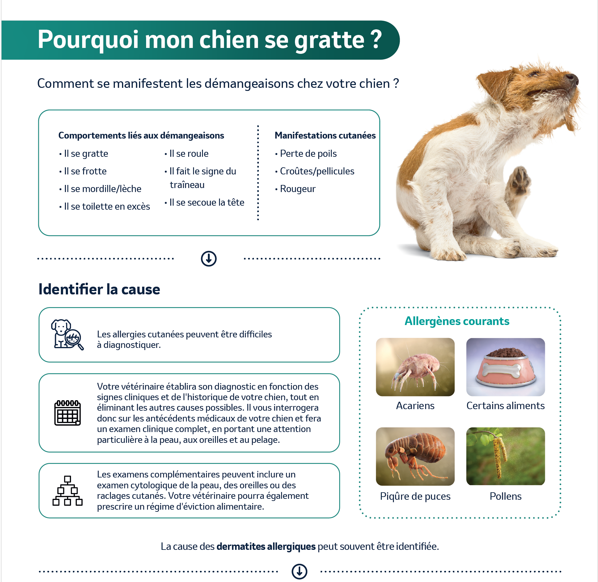 symptômes dermatite atopique canine