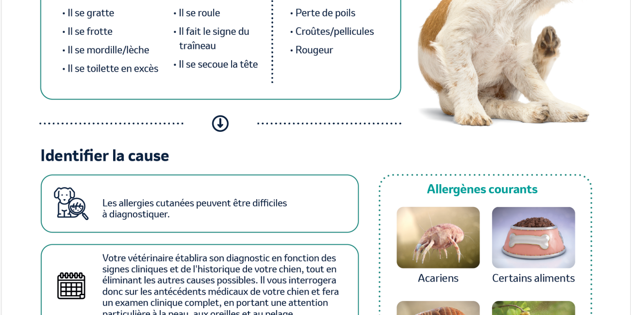 symptômes dermatite atopique canine