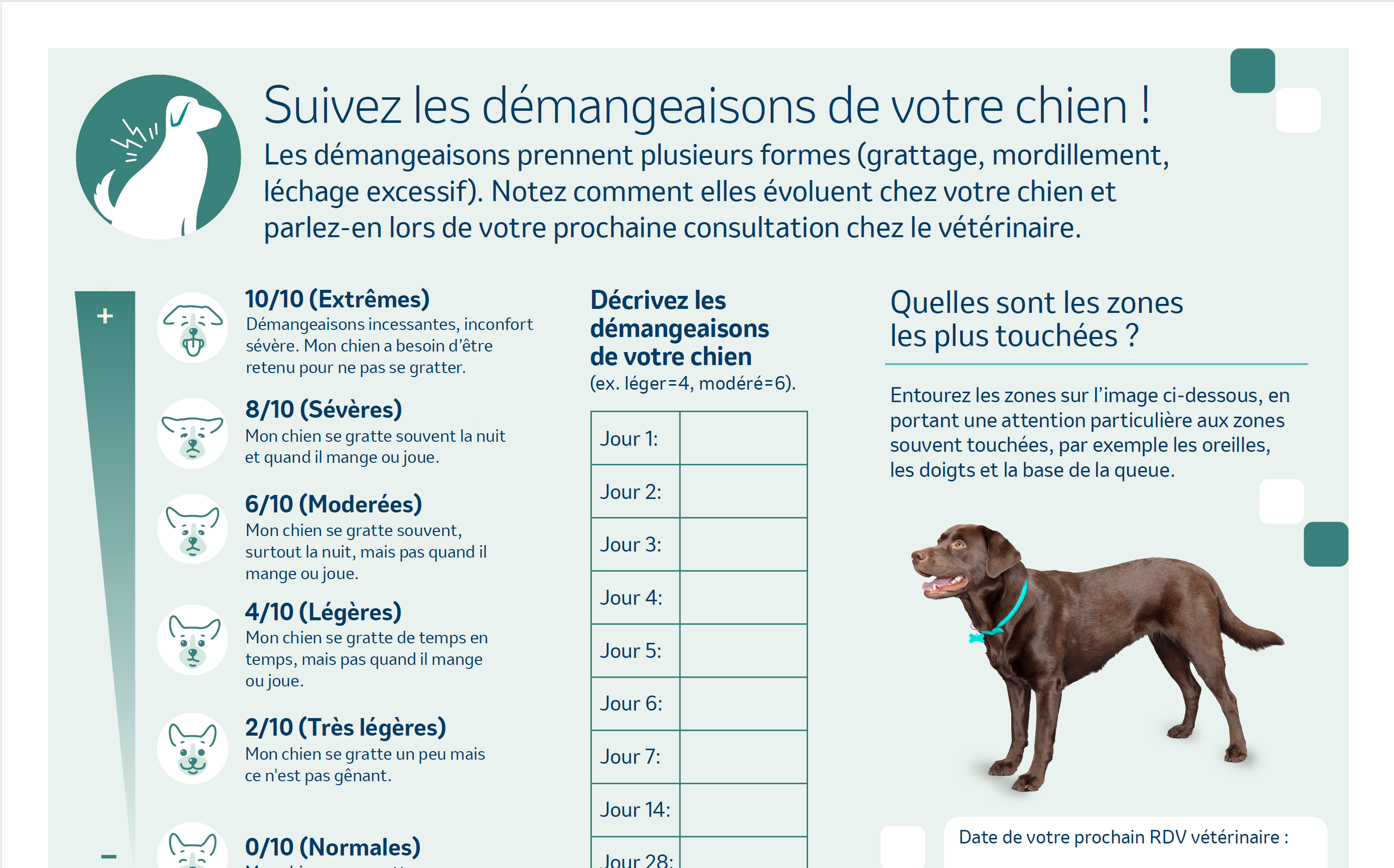 suivi démangeaisons chien